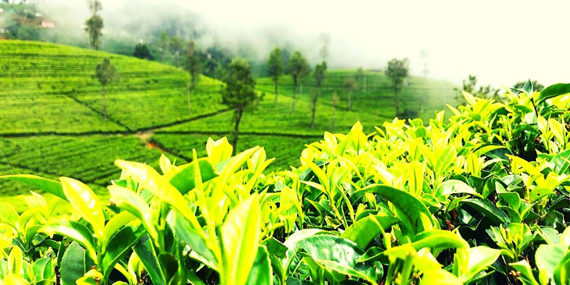 Visit a Tea Estate