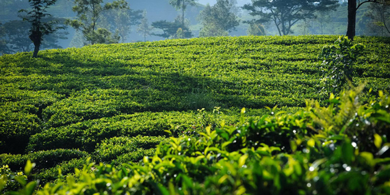 Visit a Tea Estate