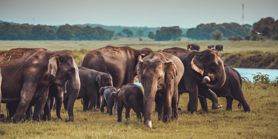 Kaudulla National Park 