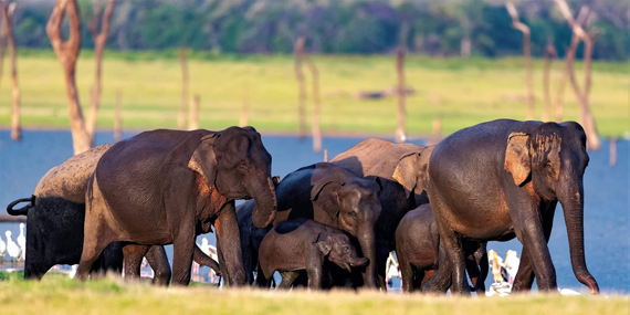 Kaudulla National Park 