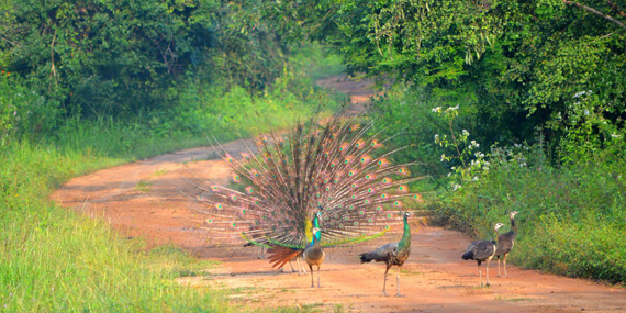 Wasgamuwa National Park 