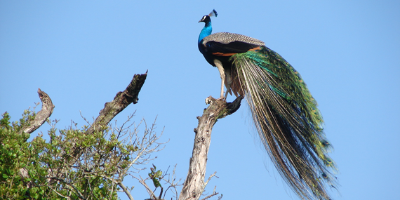 Wasgamuwa National Park 