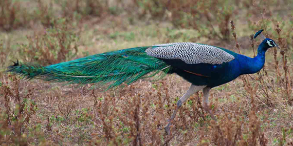 Somawathi National Park