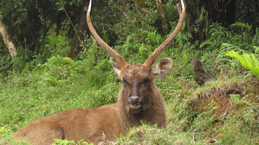 Wildlife and Conservation initiatives