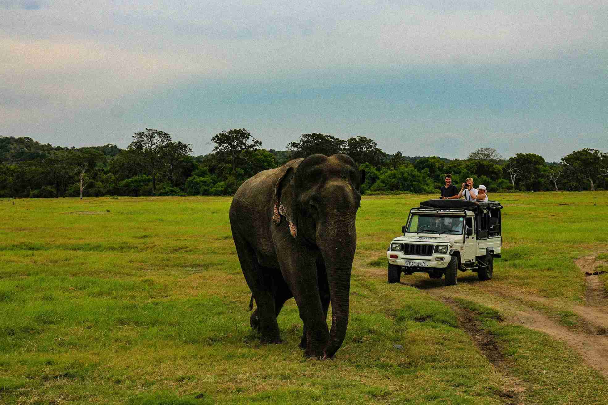 Elephants greeting each other, Sri Lanka