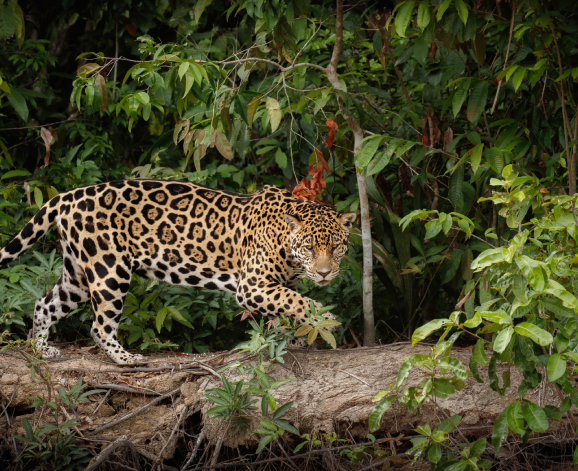 6 Nights 7 Days Ramayana Trail