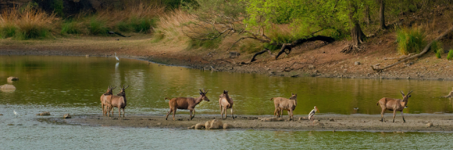 A wildlife safari experience at the Wilpattu National Park
