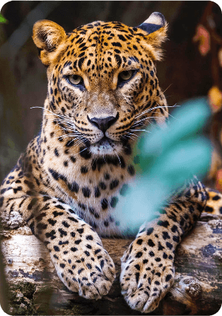 Srilankan Attraction - Leopard