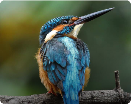 Bird Watching